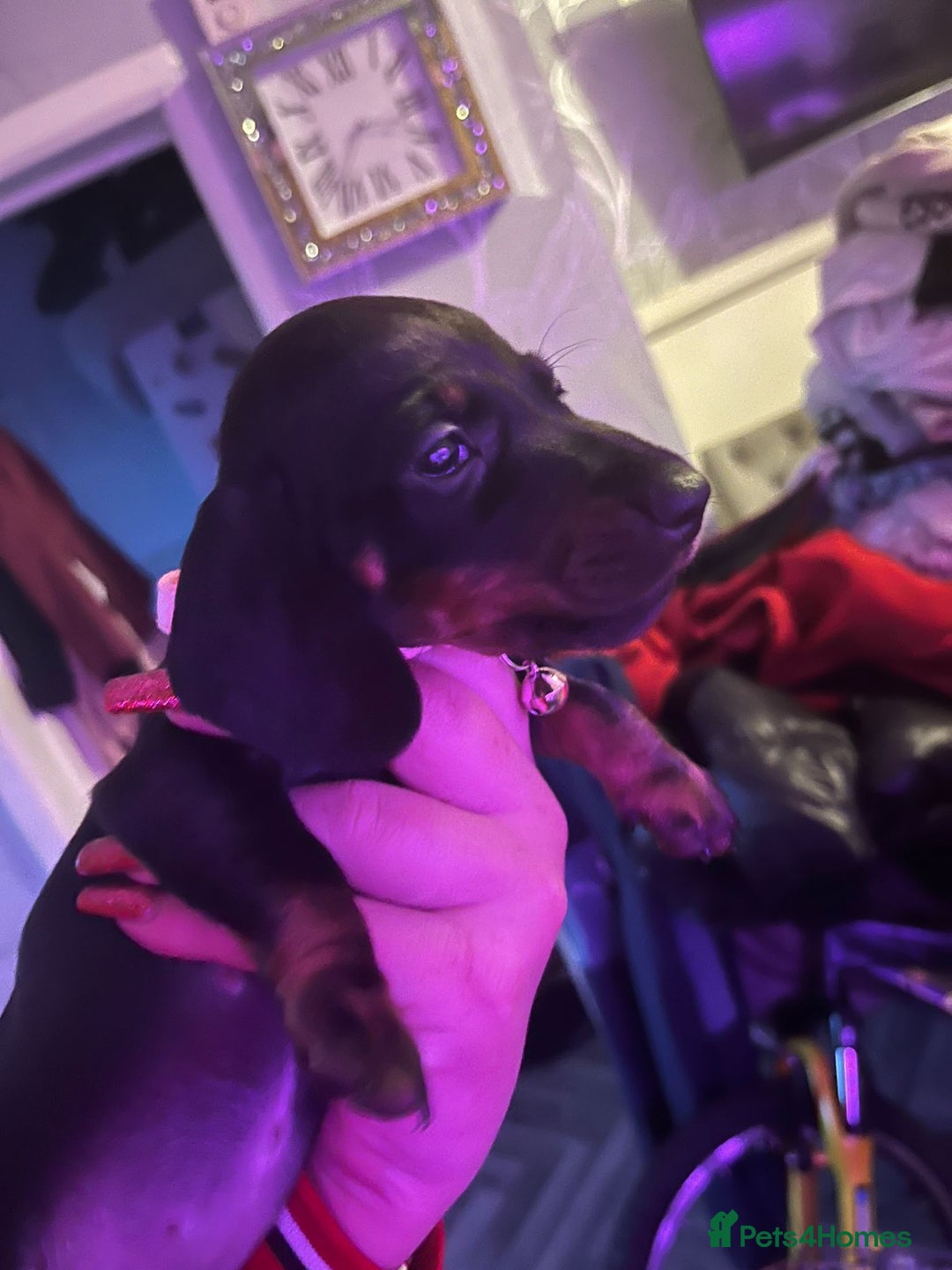 Miniature Dachshund dogs for sale: Puppies for sale miniature daschund  - Advert 4