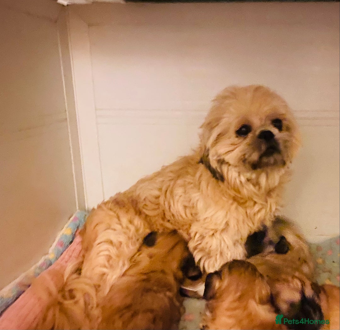 Shih Tzu dogs for sale: STUNNING BLACK MASK PUPS PLUS PARTI COLOUR  - Advert 8