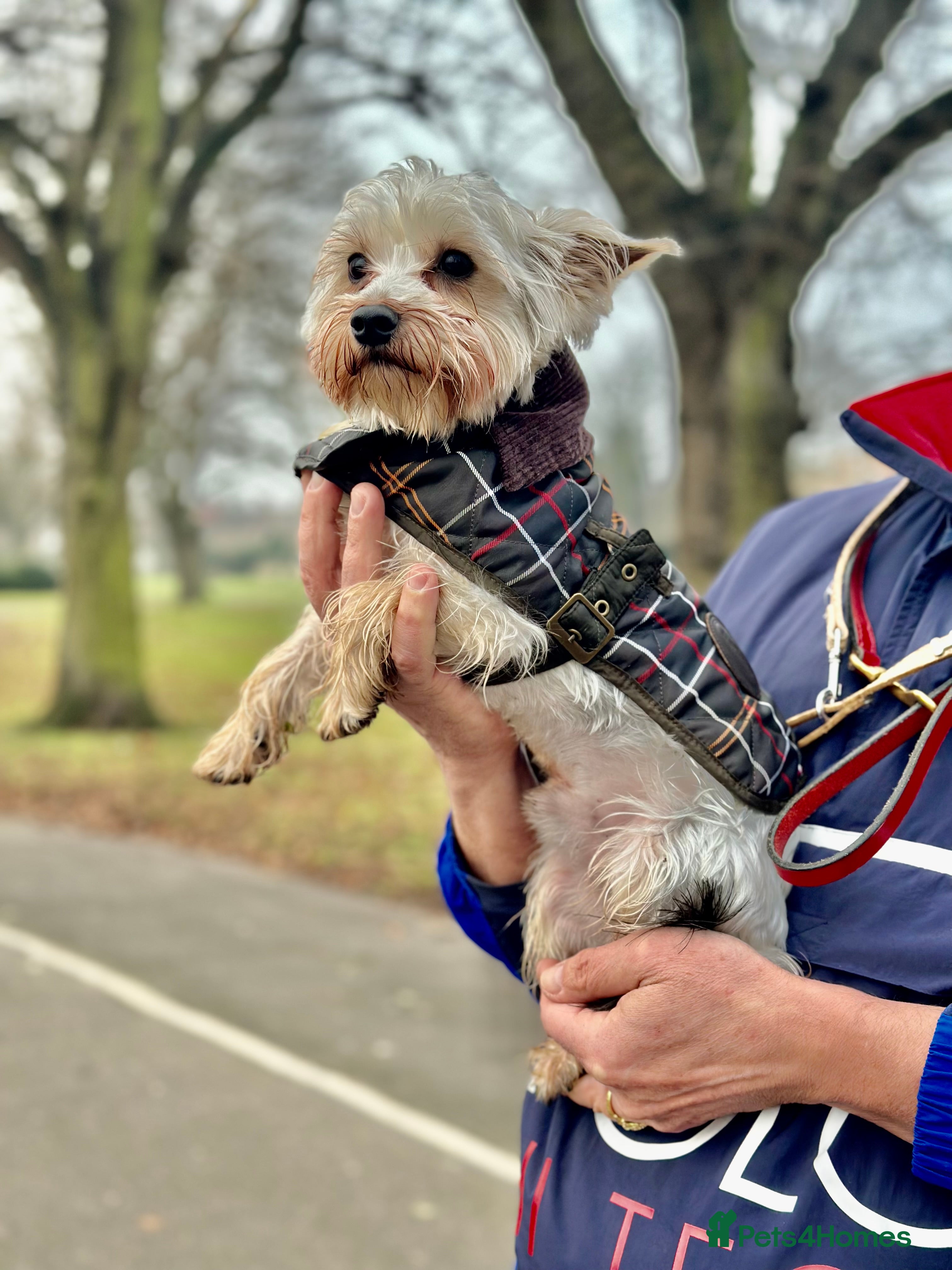 Yorkshire Terrier dogs Yorkshire terrier to stud in Dagenham - Advert 1
