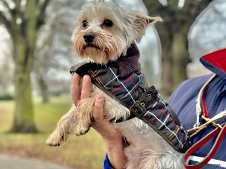 Yorkshire Terrier dogs in Dagenham - Advert 5