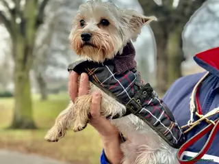 Yorkshire Terrier dogs Yorkshire terrier to stud in Dagenham - Advert 19