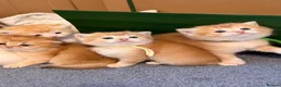 British Shorthair cats for sale: TOCA registered gorgeous British Shorthair Kittens - Advert 2