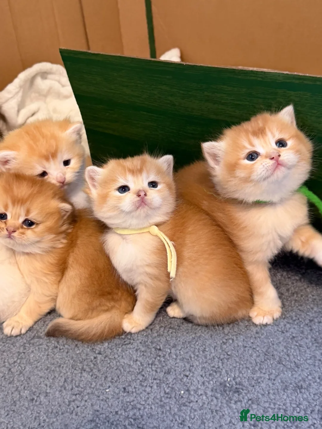 British Shorthair cats for sale: TOCA registered gorgeous British Shorthair Kittens - Advert 2