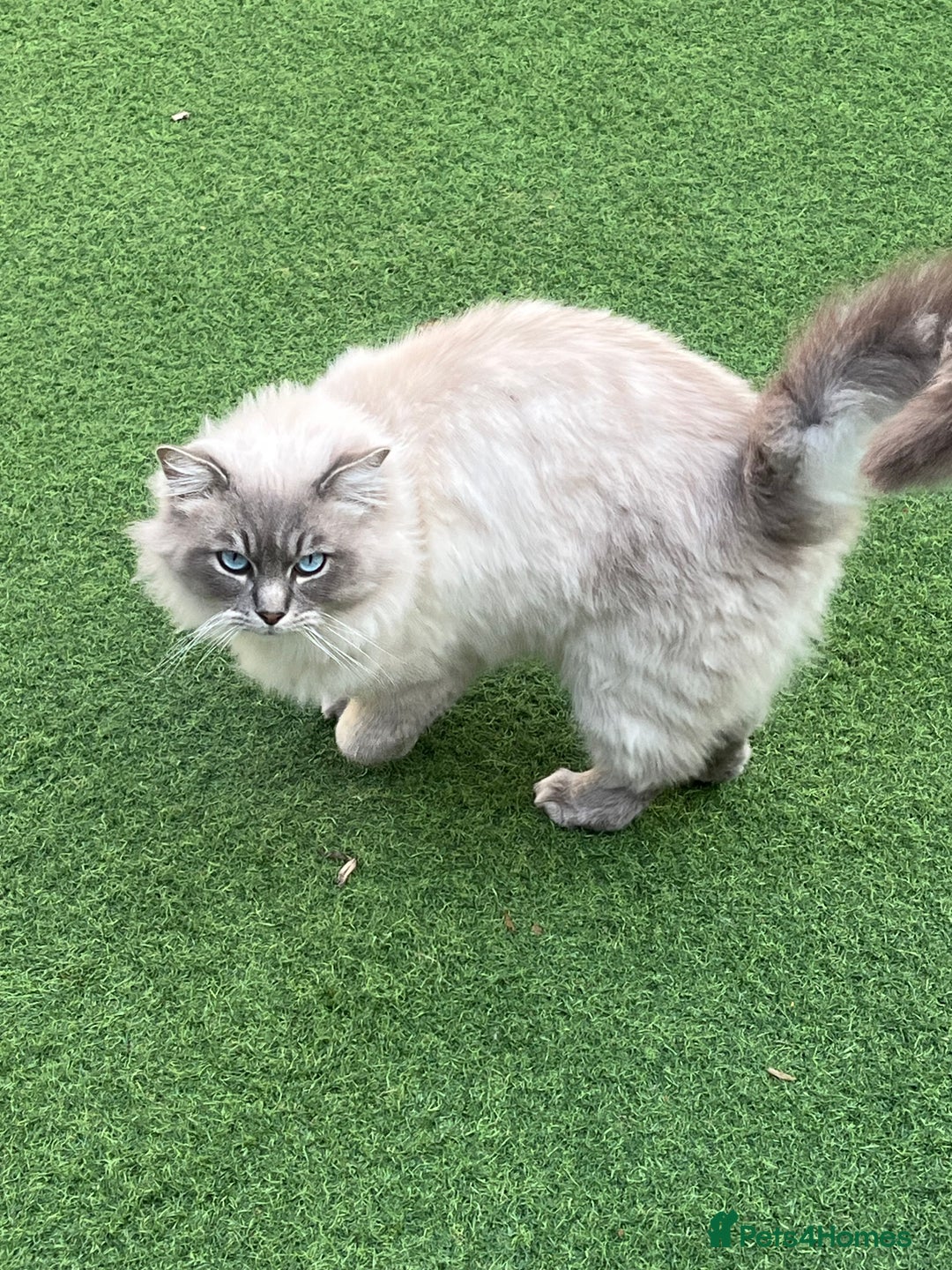 Ragdoll cats for sale: Buttons pure ragdoll - Image 4