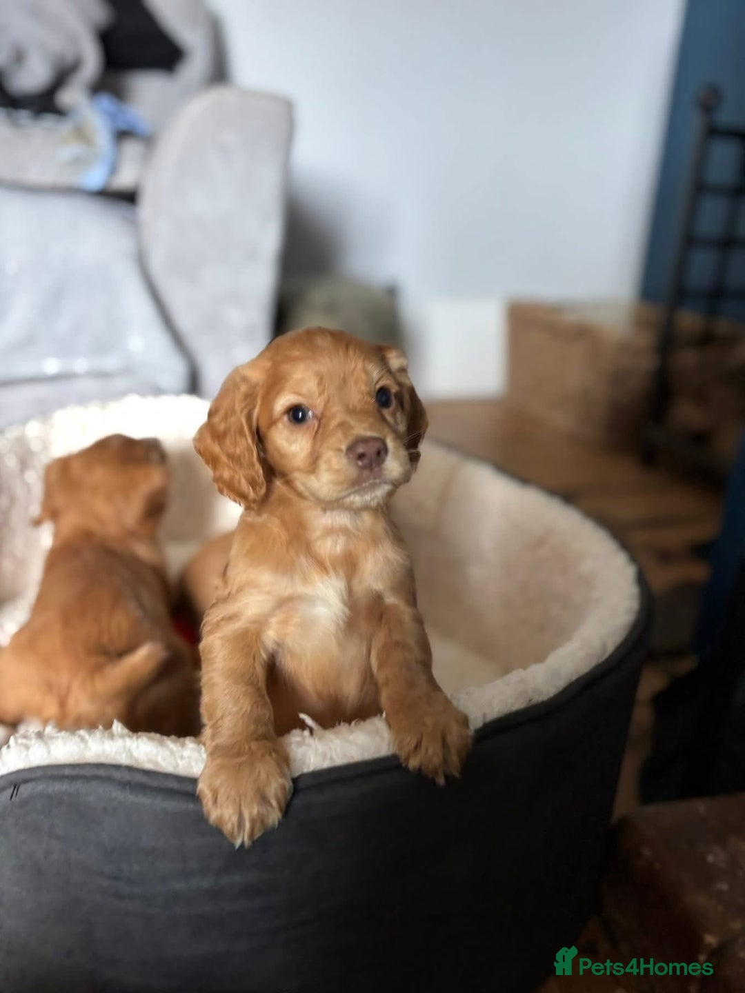 Cocker Spaniel dogs for sale: Working cocker spaniel *ready now* - Advert 3