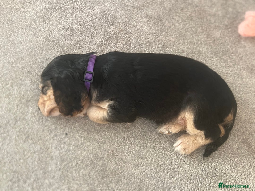 Cocker Spaniel dogs for sale: Only 4 babies left  - Image 7