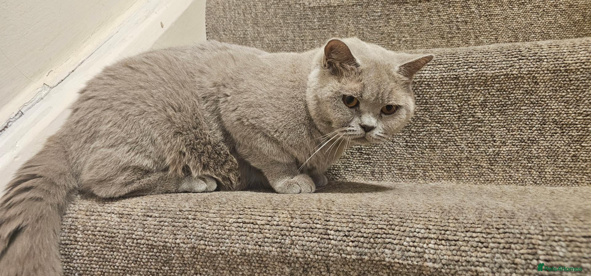 British Shorthair cats Active mom SALE - Advert 4
