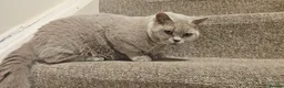 British Shorthair cats for sale: Active mom SALE - Advert 1