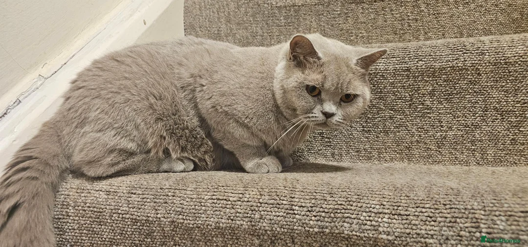 British Shorthair cats for sale: Active mom SALE - Advert 1
