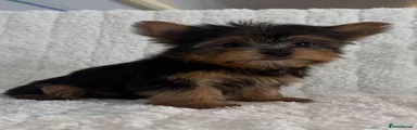 Lola 