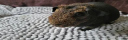 Guinea Pig rodents for sale: Lovely skinny Guinea Pig female in Rugby - Advert 3