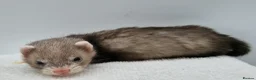 Ferret rodents for sale: Micro ferret hobs - Advert 3