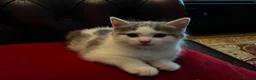 American Shorthair cats for sale: 3 Little Tabbies Looking for Their Forever Homes! - Advert 12