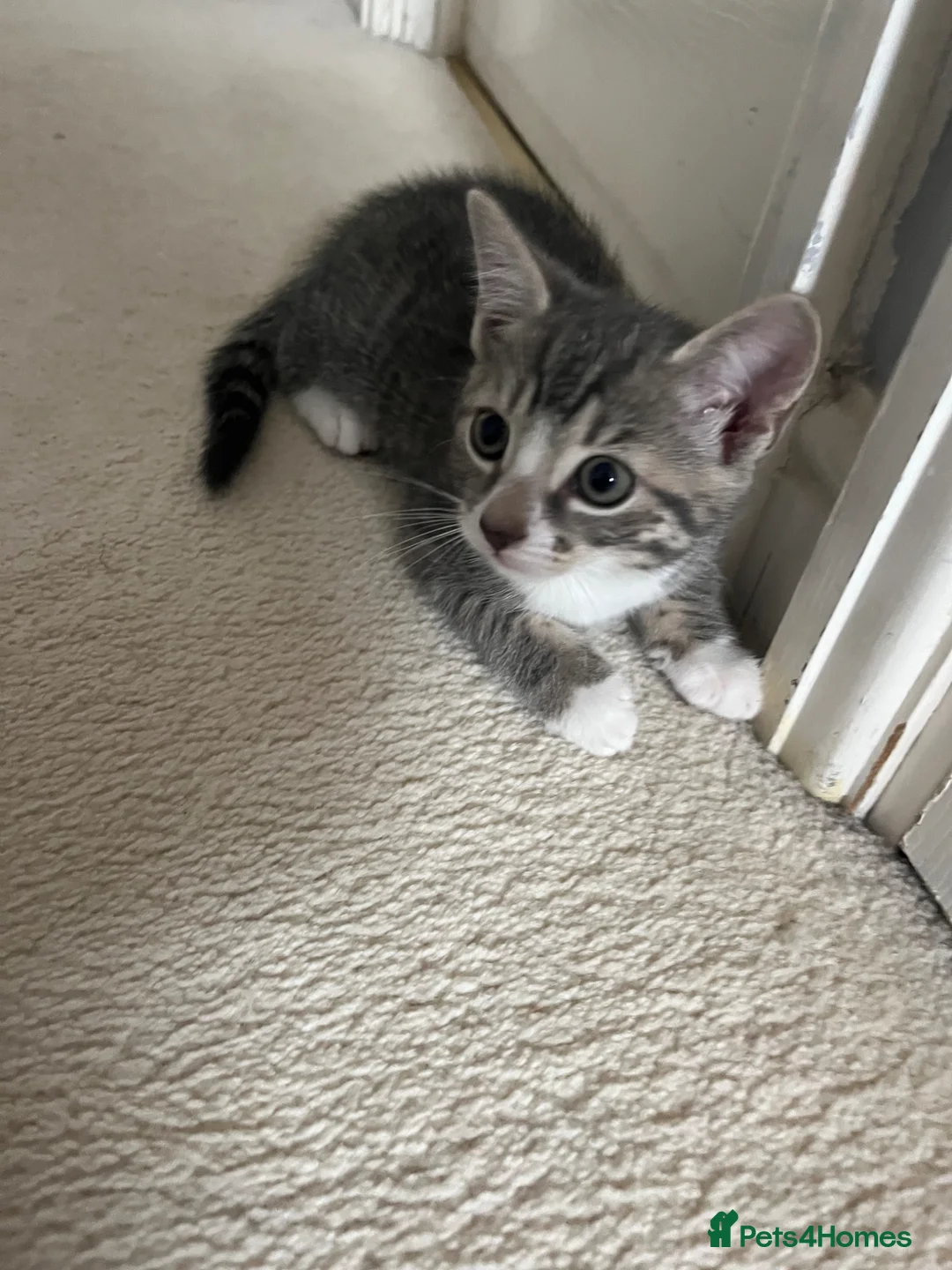 Mixed Breed cats for sale: 3 x Gorgeous Kittens Left  in Bournemouth - Advert 2