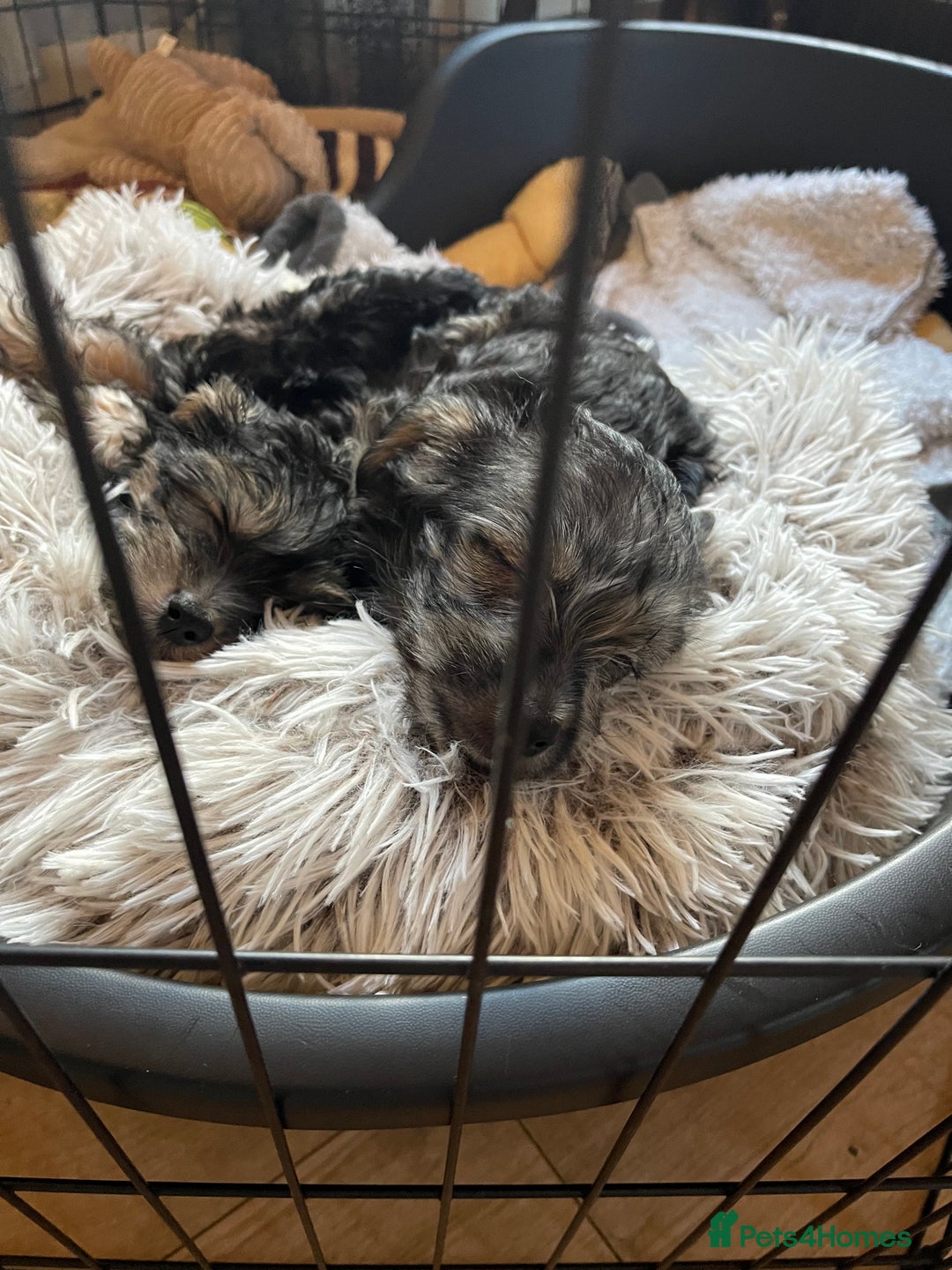 Mixed Breed dogs for sale: Adorable Morkie Poo puppies - Advert 9