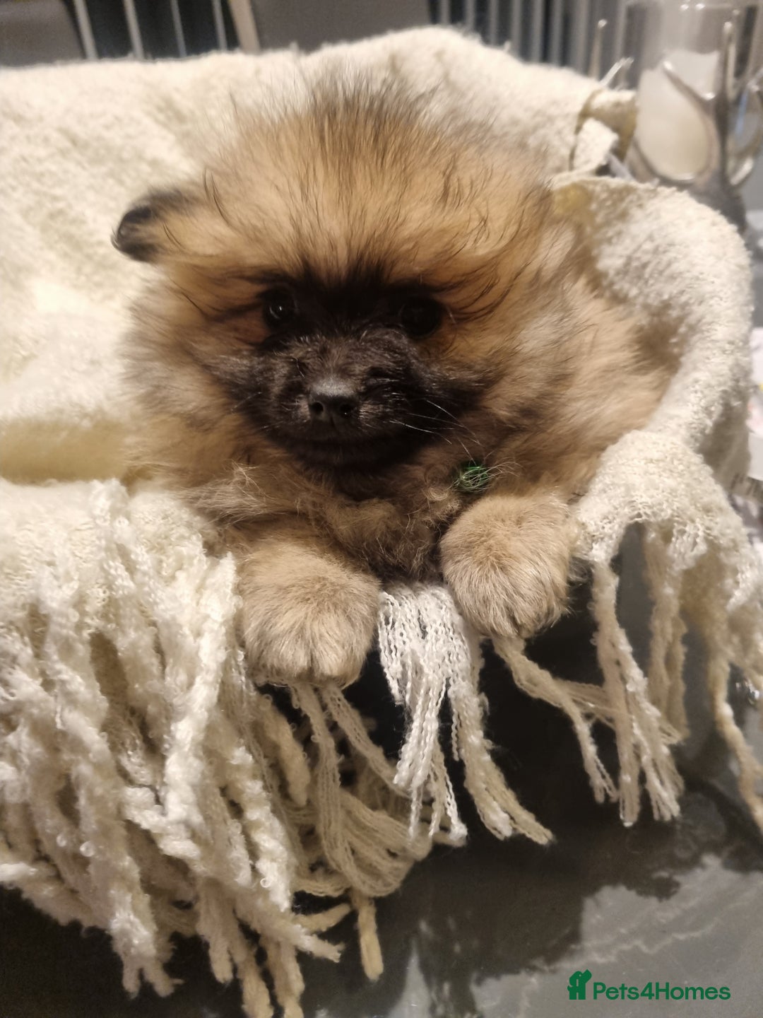 Pomeranian dogs for sale: Pomeraniums  - Advert 17