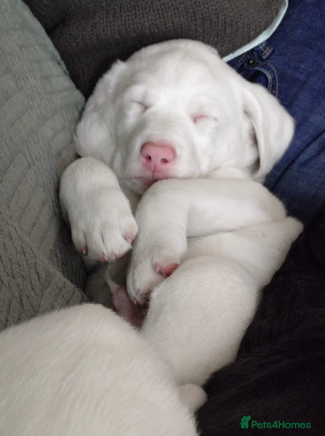 Springador dogs Adorable white Labrador puppy - Advert 10