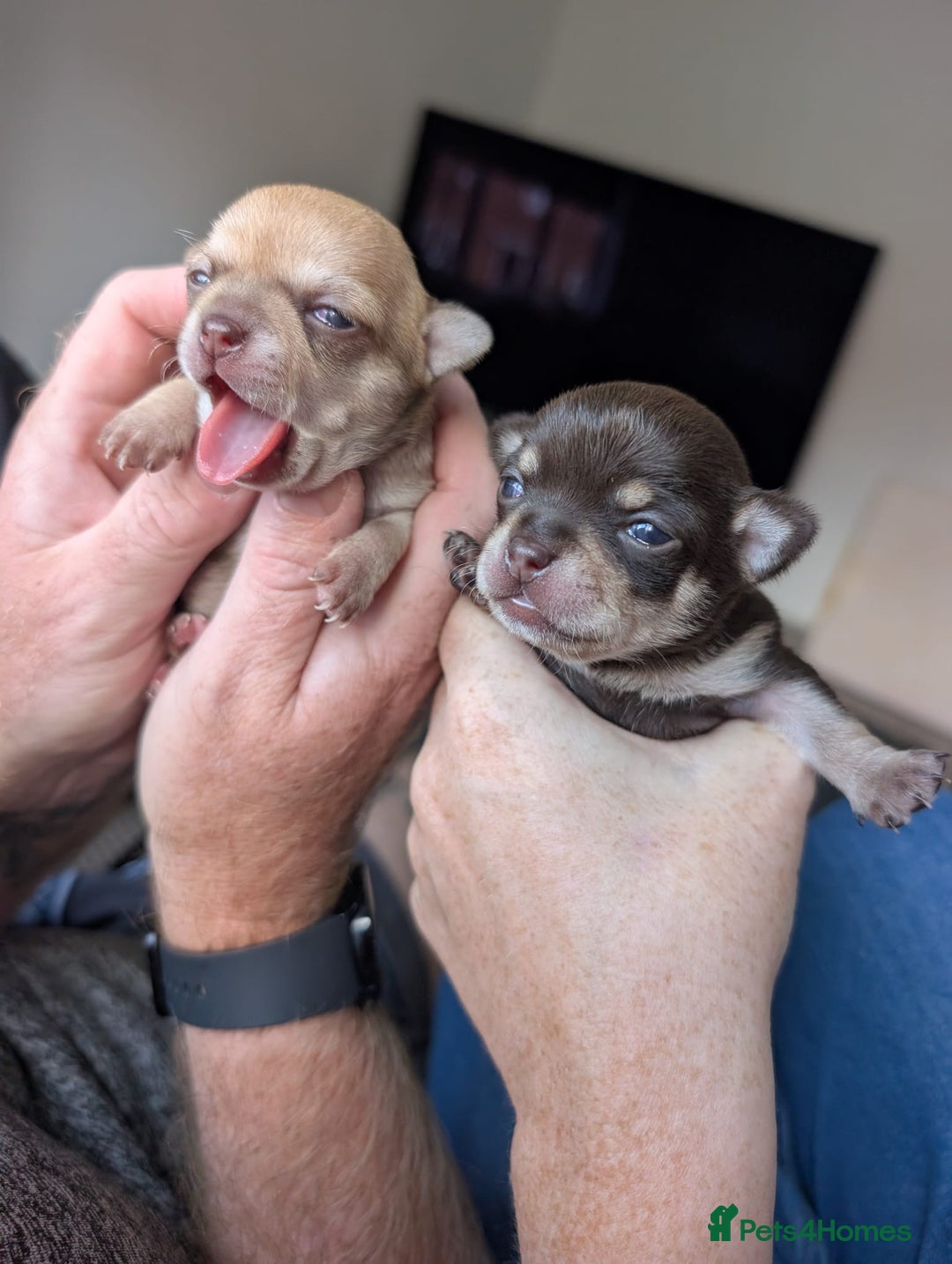 Chihuahua dogs for sale: EXCELLENT BLOODLINE SMOOTHCOAT CHIHUAHUA PUPPIES - Image 1