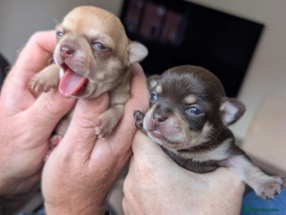 Chihuahua dogs - Advert 22