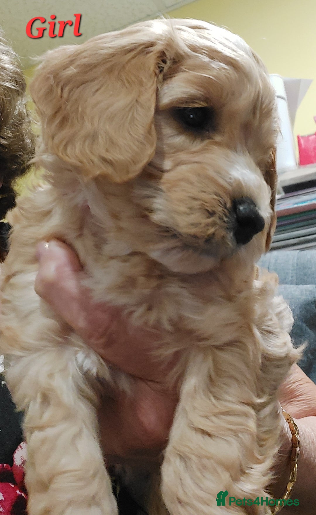 Mixed Breed dogs for sale: Miniature Labradoodle Pups for sale - Image 3