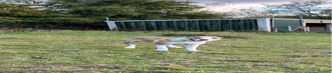 Border Collie Puppy 1