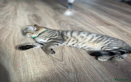 Scottish Fold cats for sale: Scotish Fold for Sale! Summer Holiday baby's! - Image 8