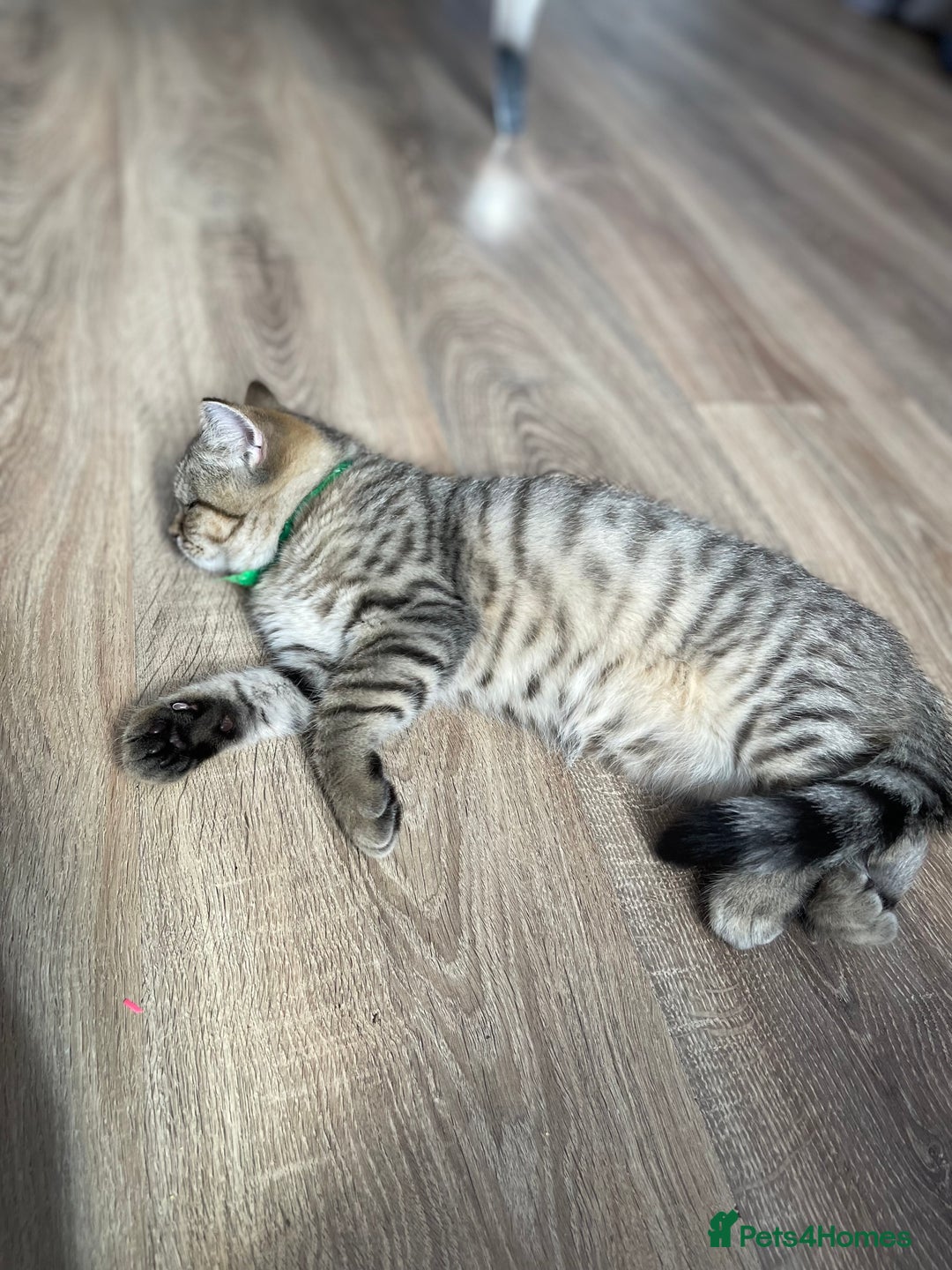 Scottish Fold cats for sale: Scotish Fold for Sale! Summer Holiday baby's! - Image 8