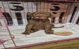 Mixed Breed dogs for sale: cane corso x mastiff pups for sale - Image 21