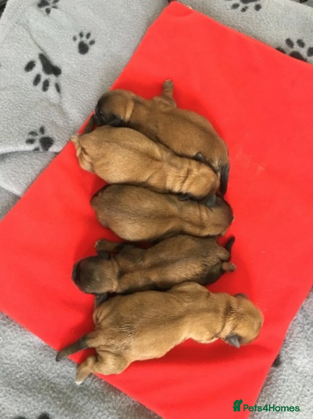 Shih Tzu dogs for stud: Shih tzu stud (Proven) not for sale in Glasgow - Advert 12