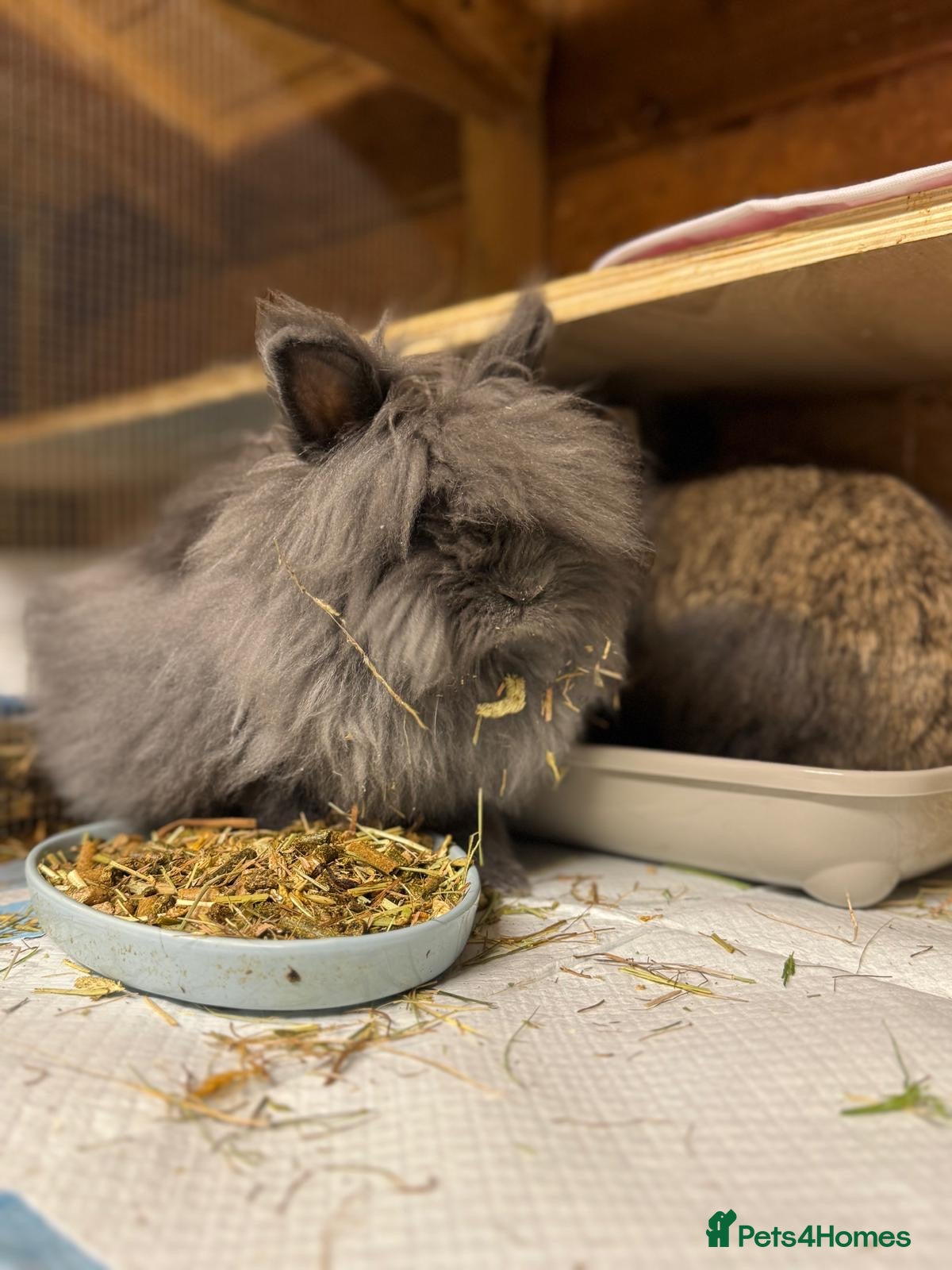 Mini Lop rabbits £80 for 2Double lion maned-Please read description - Advert 6