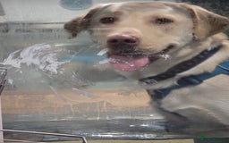 Labrador Retriever dogs for sale: Rehoming: 2 year old yellow Labrador - Image 4