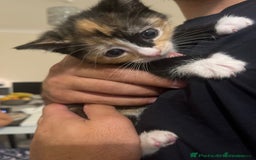 Mixed Breed cats for sale: Beautiful Boy Left 🩵 - Image 7