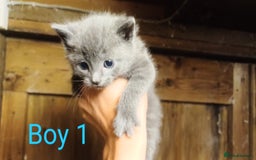 Mixed Breed cats for sale: FREE TO A GOOD HOME! adorable kittens for sale - Image 22