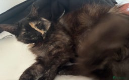 Mixed Breed cats for sale: 1 female cat for free - Image 1