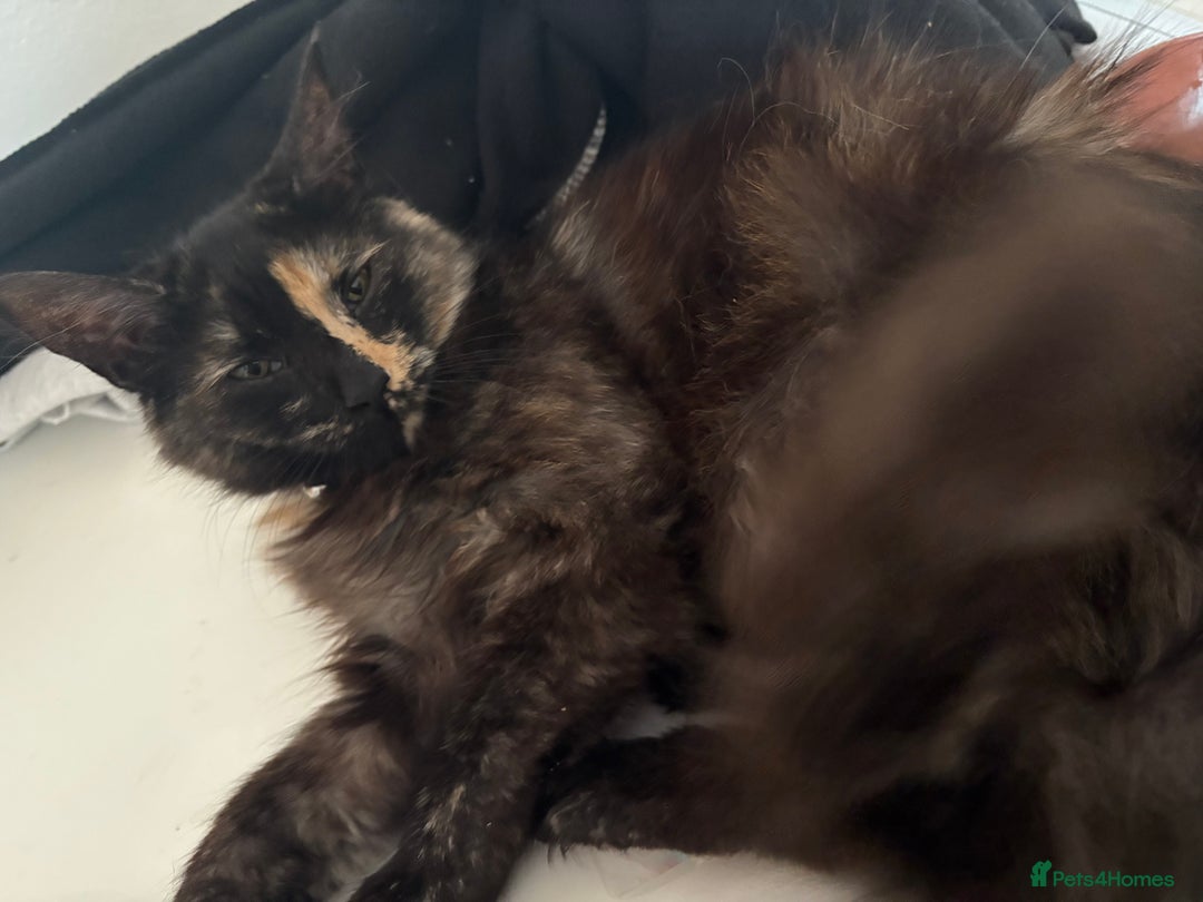 Mixed Breed cats for sale: 1 female cat for free - Image 1