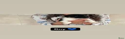 Jack Russell dogs for sale: 5 beautiful puppies 2 girls 3 boys  in Abingdon - Advert 7
