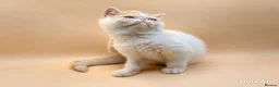 Exotic cats for sale:  Exotic Shorthair Girl, Feisty & Loving - Advert 4