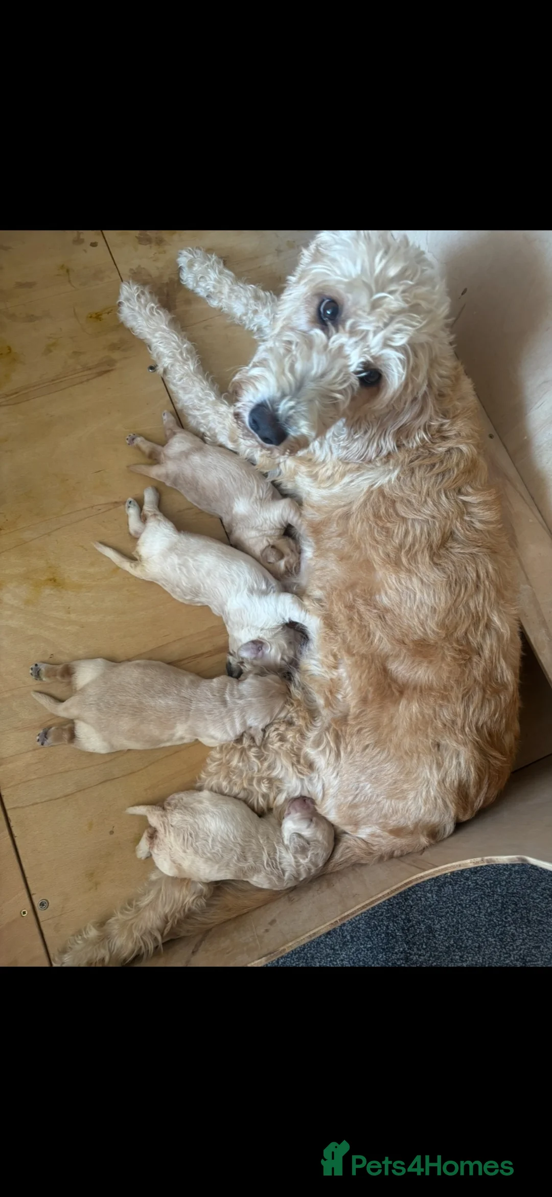 Mixed Breed dogs for sale: Stunning labradoodle puppies in Kettering - Advert 1