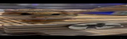 Gerbil rodents for sale: Duprasi gerbil  in Hull - Advert 1