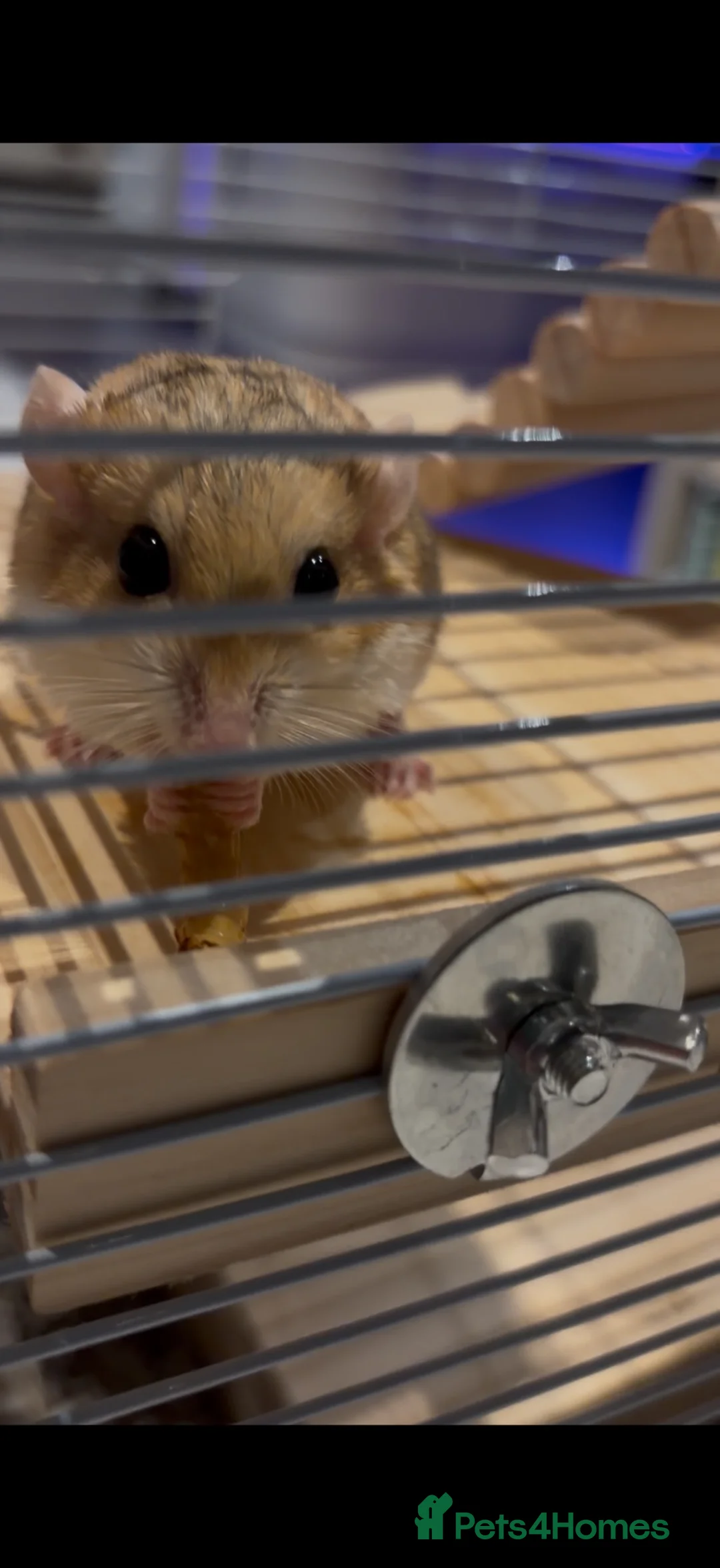 Gerbil rodents for sale: Duprasi gerbil  in Hull - Advert 1