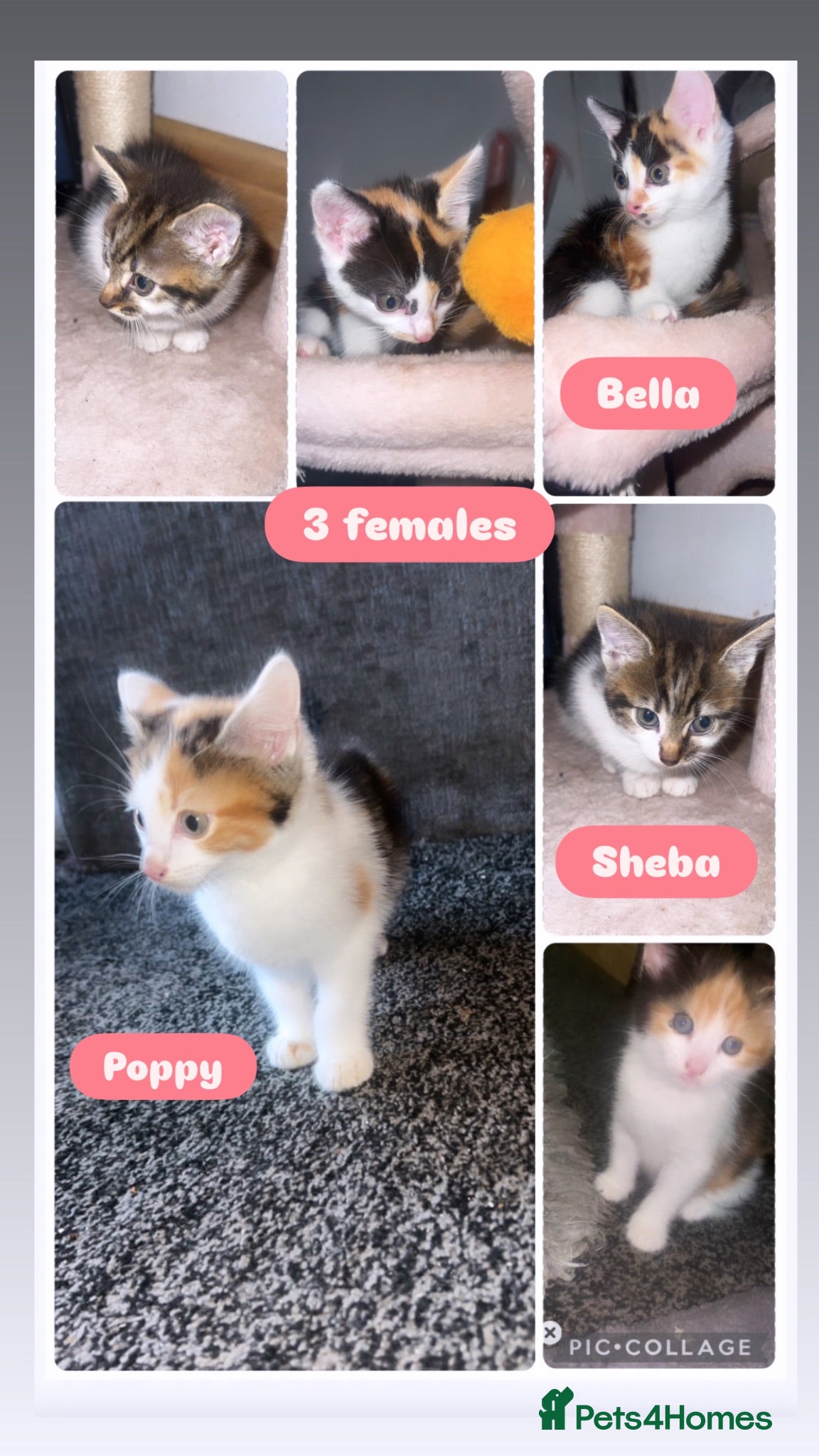 Mixed Breed cats female kittens - Advert 1