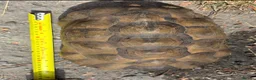 Tortoise reptiles for sale: Marginated and Spur Thighed Tortoises  - Advert 9