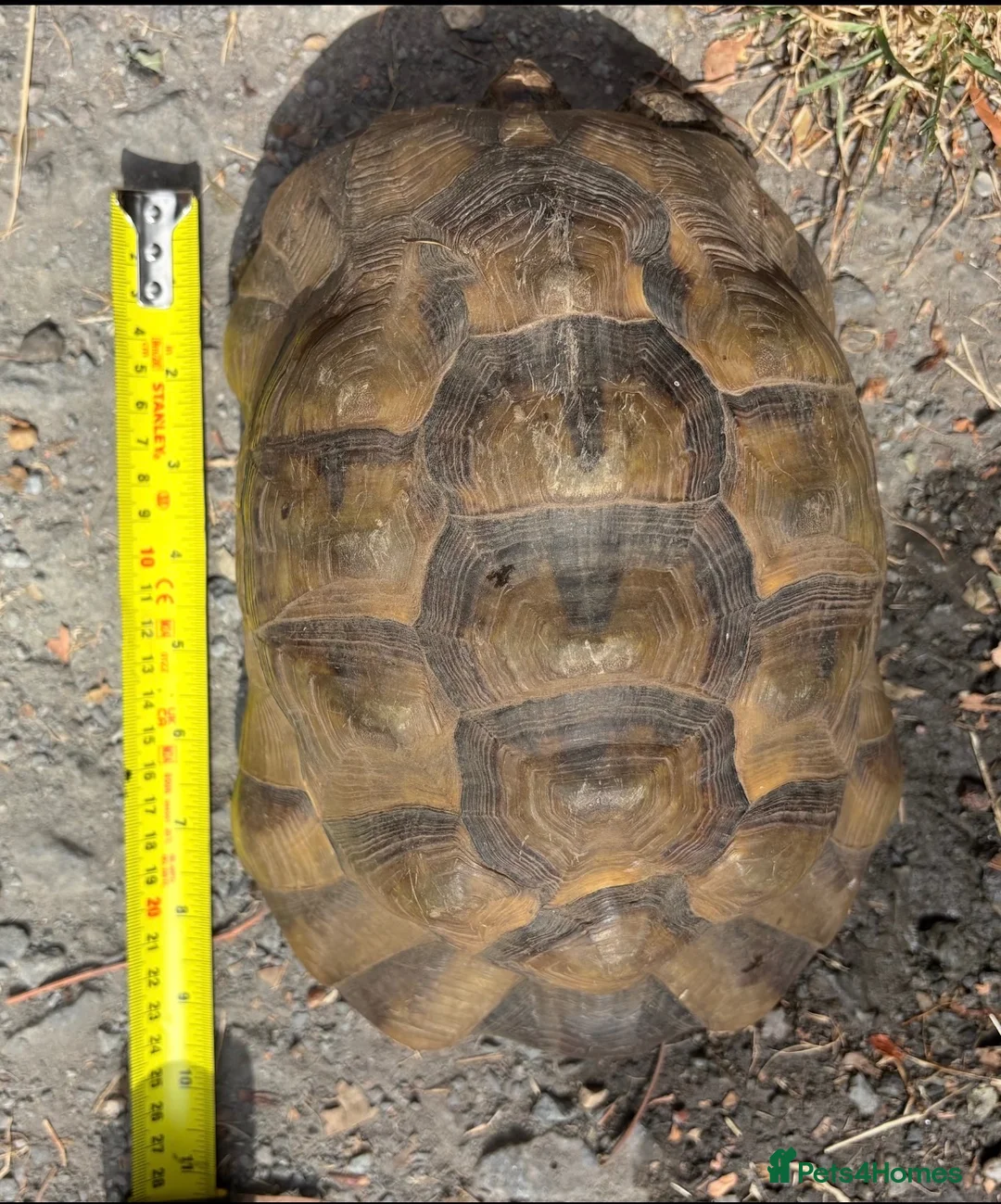 Tortoise reptiles for sale: Marginated and Spur Thighed Tortoises  - Advert 9