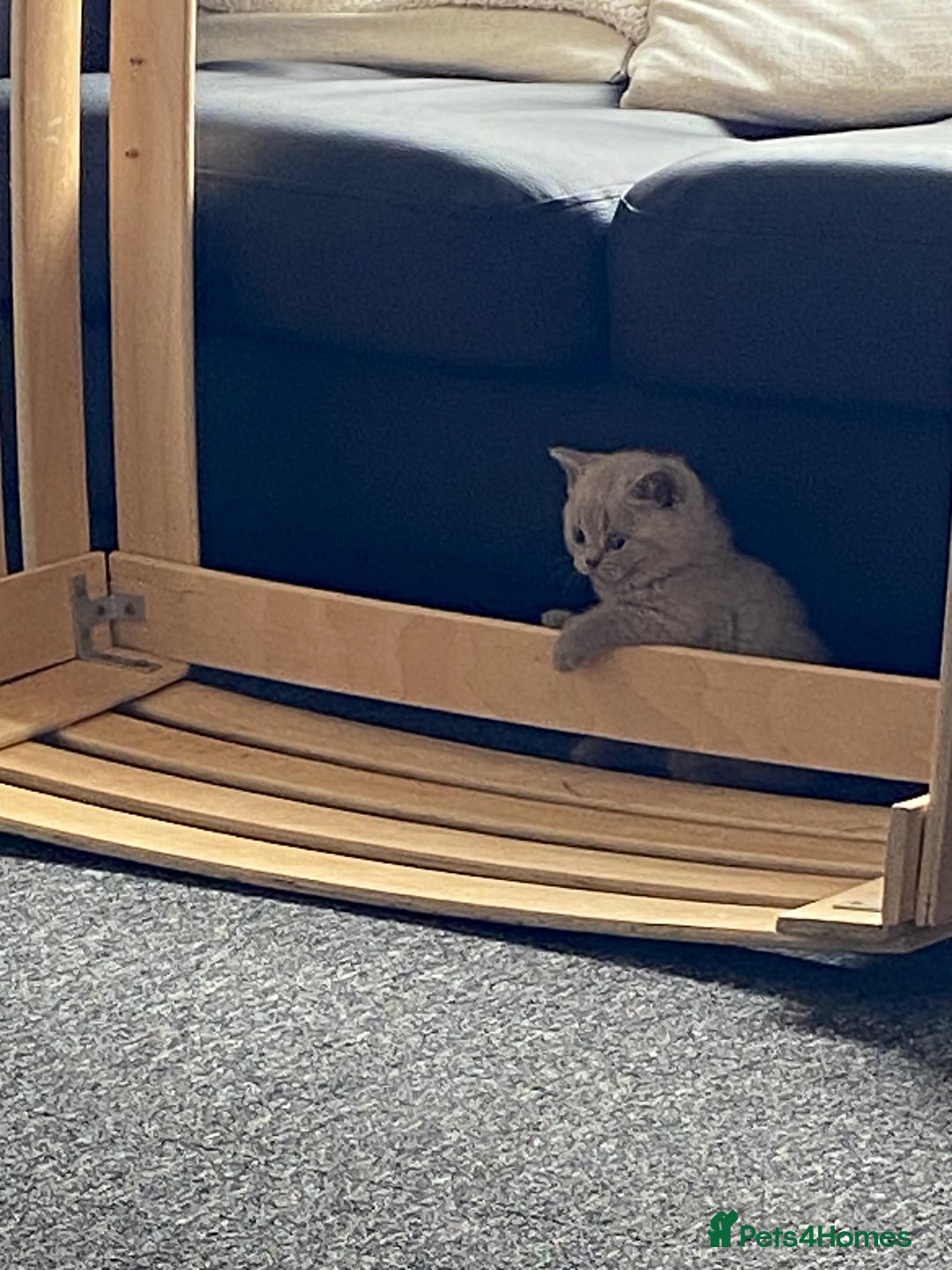 British Shorthair cats for sale: Stunning lilac BSH  - Image 16