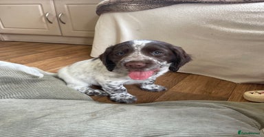 Sprocker dogs - Advert 1