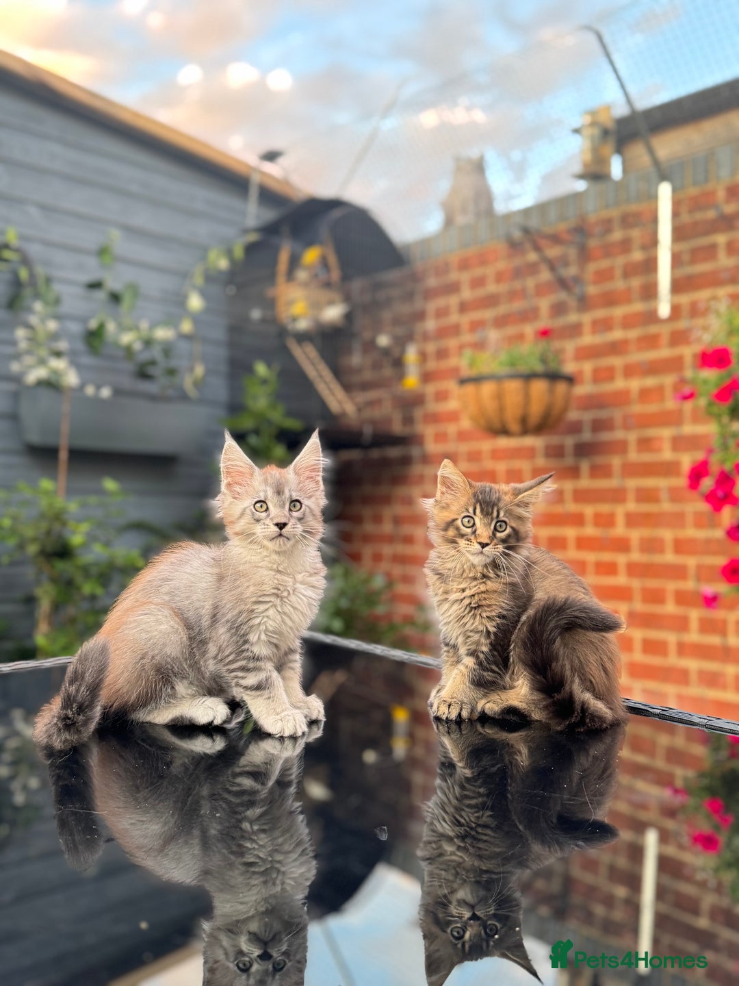 Maine Coon cats for sale: Perfect Maine Coons - Image 17