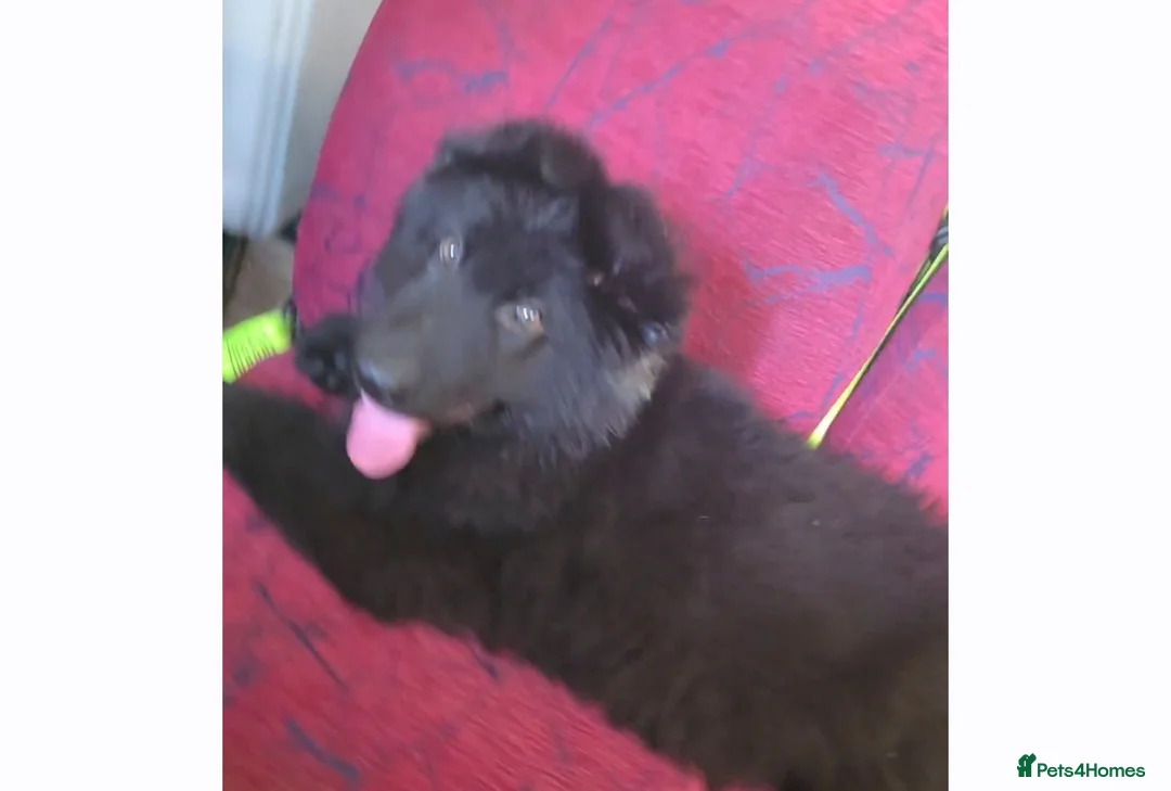 German Shepherd dogs for sale: German sheperd - Advert 2