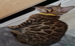 Bengal cats for sale: Last one😍Pure Bengal kittens❤️Ready to go😍 - Image 17