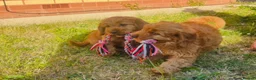 Cavapoo dogs for sale: Last 3 Beautiful F1b Cavapoo (Fox-Red) - Advert 9