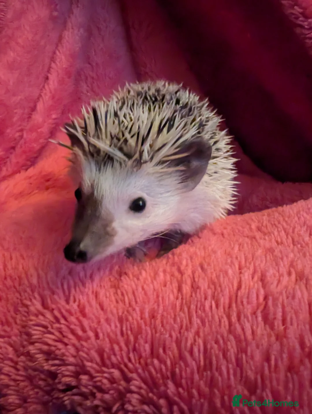 Pygmy Hedgehog rodents for sale: African pygmy hedgehog  - Advert 5